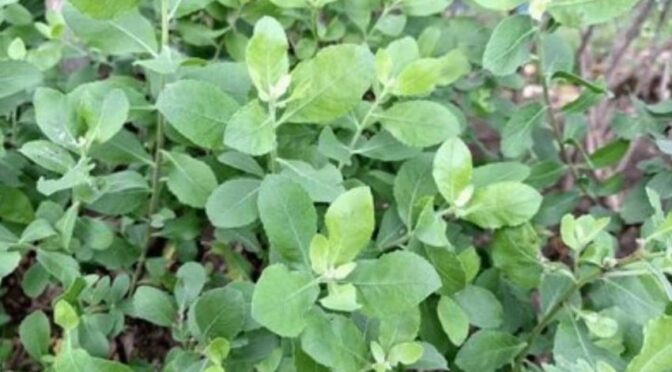 9 Manfaat Rebusan Daun Beluntas untuk Kesehatan, Menghilangkan Bau Badan hingga Gula Darah