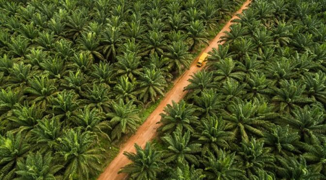 Kepastian Status Lahan Kunci Sukses PT Agrinas Kelola 1,5 Juta Hektar Sawit