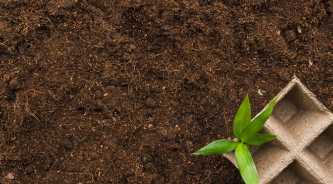 Cara Membuat Cocopeat, Media Tanam yang Bikin Tumbuhan Cepat Subur di Rumah