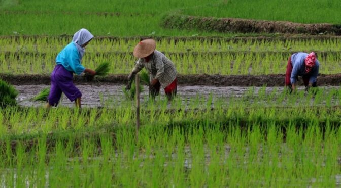 Ketahanan Pangan Nasional sebagai Pilar Kedaulatan
