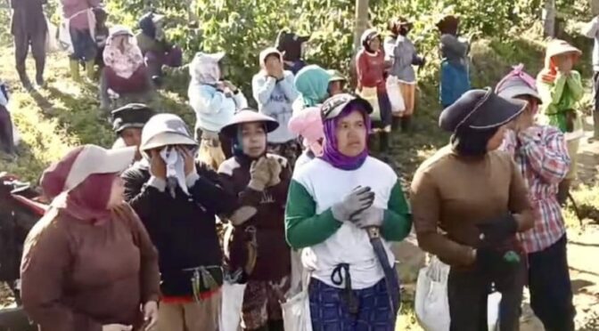 Perusakan Kebun Kopi di Bondowoso Bikin Warga Kehilangan Nafkah