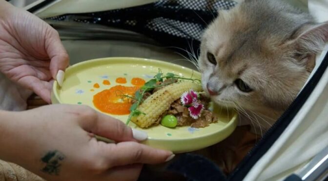 Viral Mahasiswa China Makan Makanan Kucing Demi Hidup Irit, Ini Bahayanya bagi Tubuh