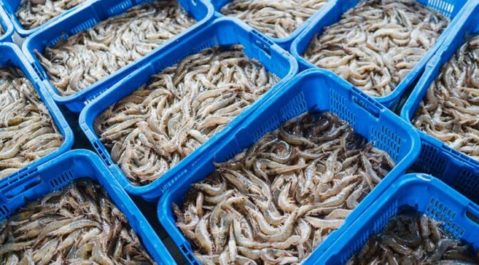 Bebas Zat Radioaktif, 7 Kontainer Udang Indonesia Rp20,14 Miliar Kembali Tembus Pasar AS