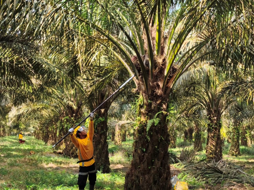 BPDP Tegaskan Industri Sawit Jadi Penopang Ekonomi, Devisa dan Ketahanan Energi